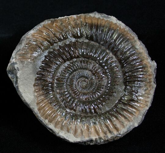 Inch Dactylioceras Ammonite In Concretion #2097